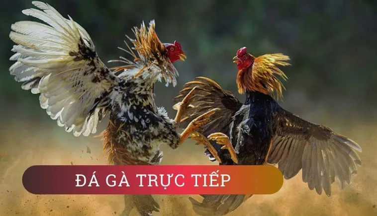 Cách Chơi Đá Gà WS168 Tại 12Bet: Bí Quyết Thắng Lớn Dễ Dàng 2 Cách Chơi Đá Gà WS168 Tại 12Bet: Bí Quyết Thắng Lớn Dễ Dàng